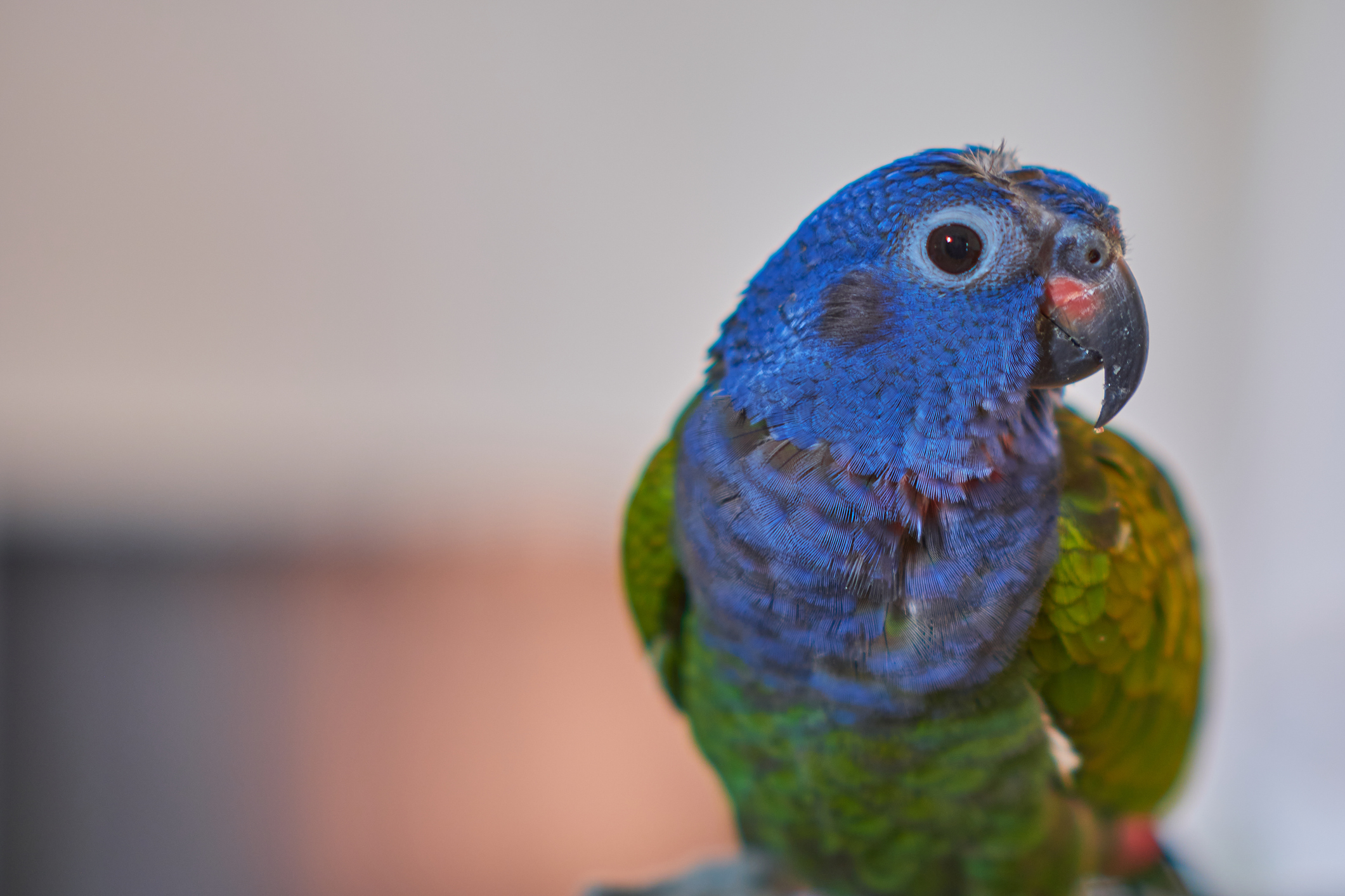 Lesson 2: Describing animals
