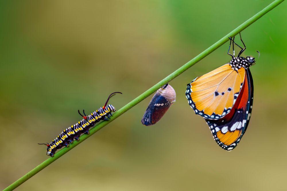 Living things: Life cycles and reproduction