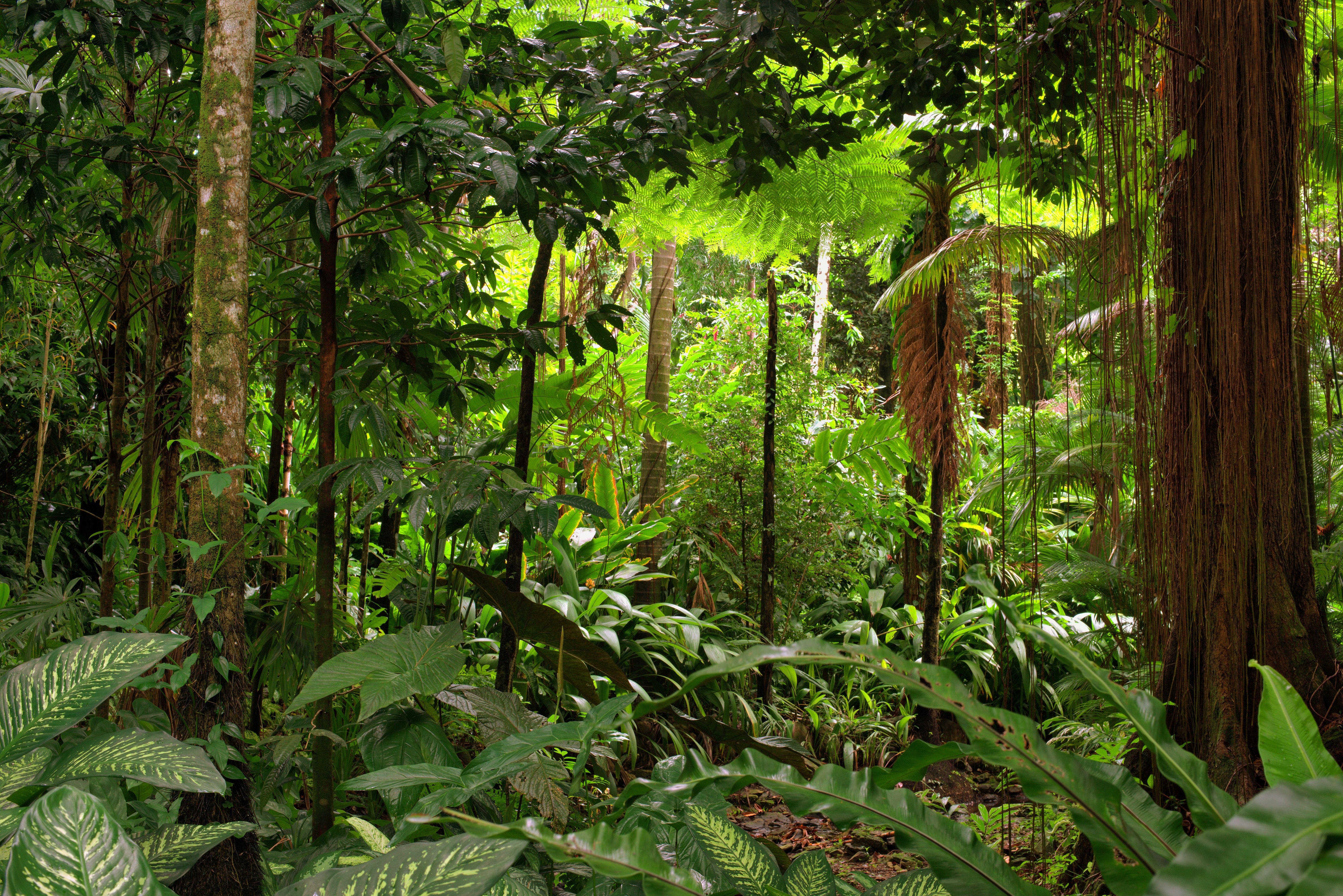 Lesson 5: Sounds of the rainforest