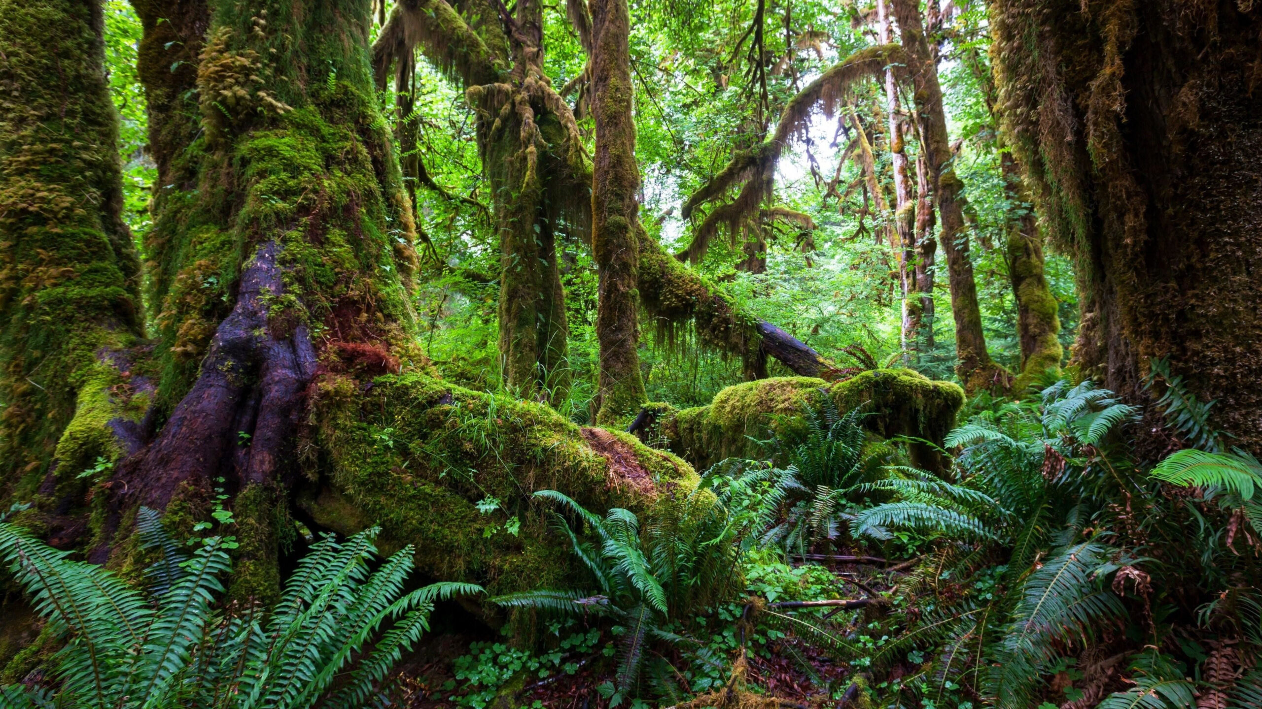Y3/4 (A): Lesson 2: What is the Amazon rainforest like?