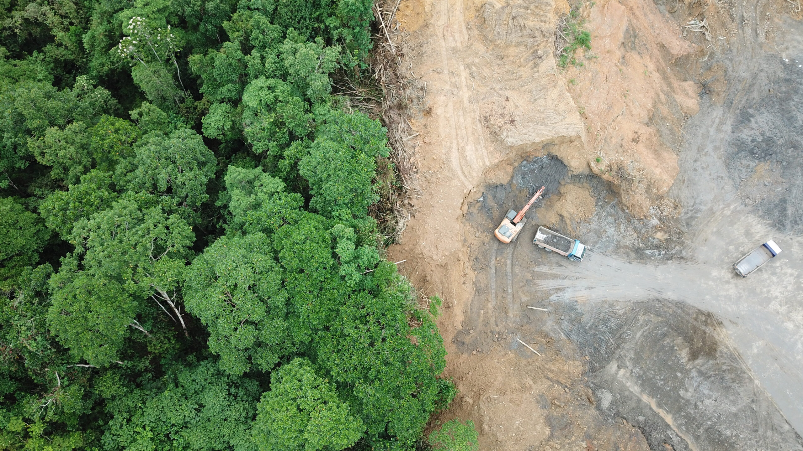 Lesson 4: How are rainforests changing?
