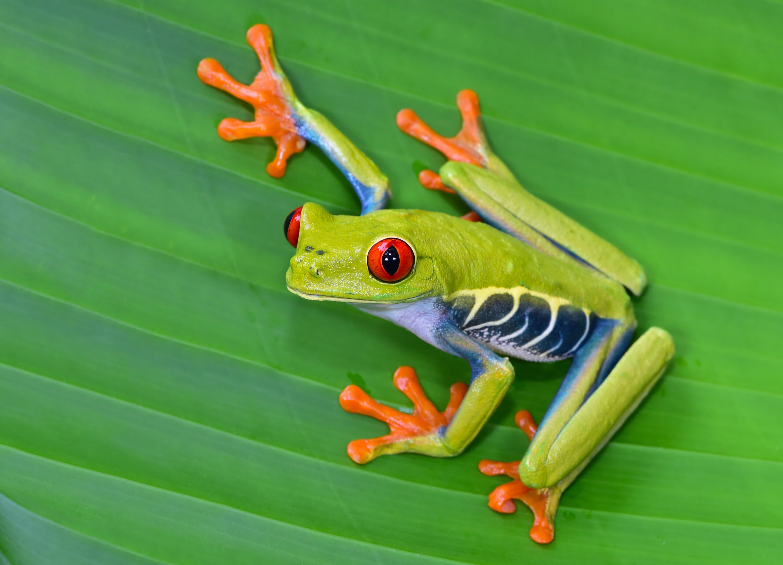 A Red eyed tree frog sitting on a green leaf