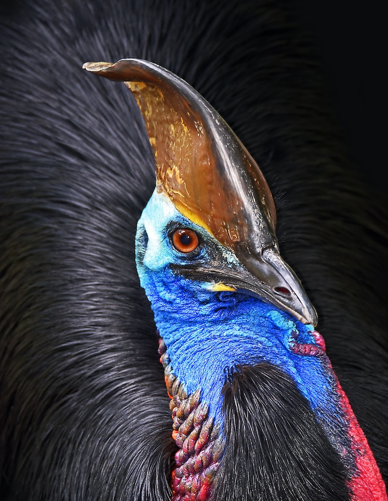 Close up of a black tropical bird with a colourful neck