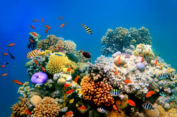 Coral