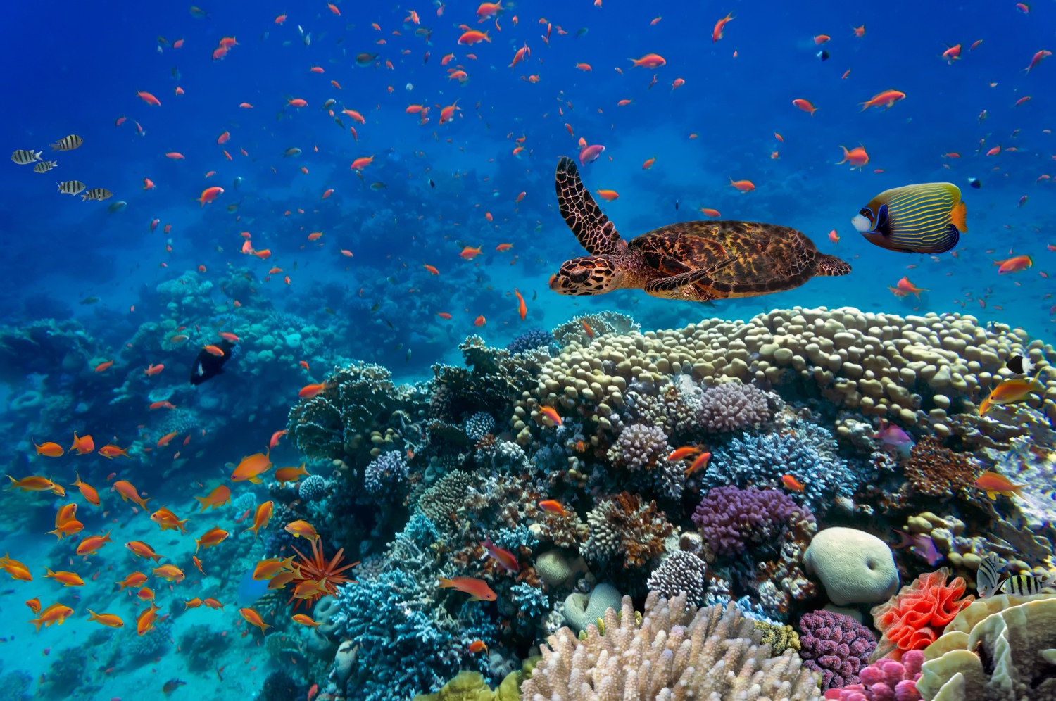 Lesson 5: Rainforest and ocean habitats