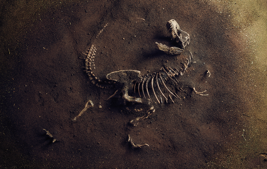 Lesson 3: Fossil formation