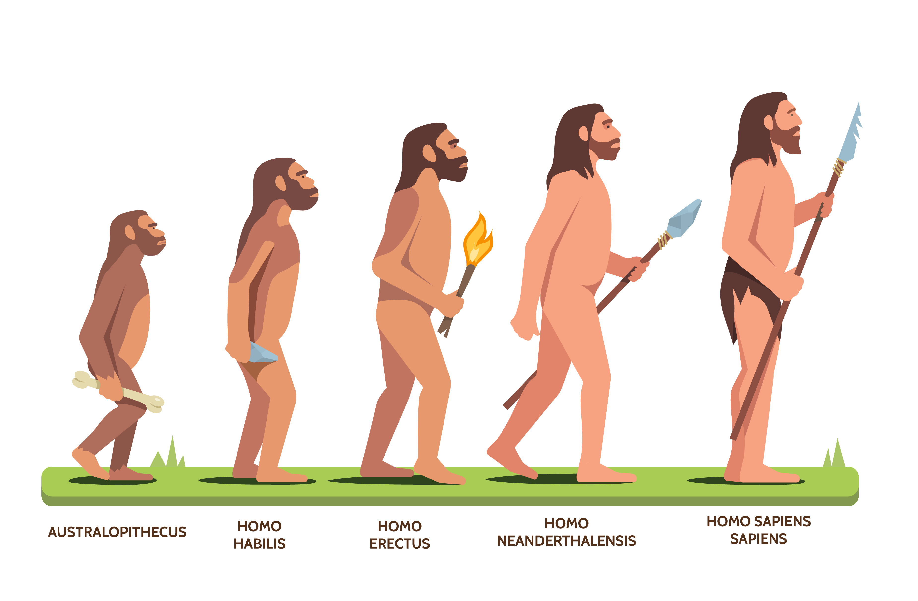 Living things: Evolution and inheritance