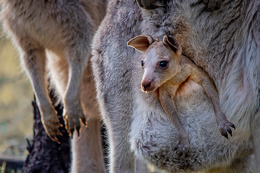 Baby kangaroo peeking out from its mother’s pouch in the wild