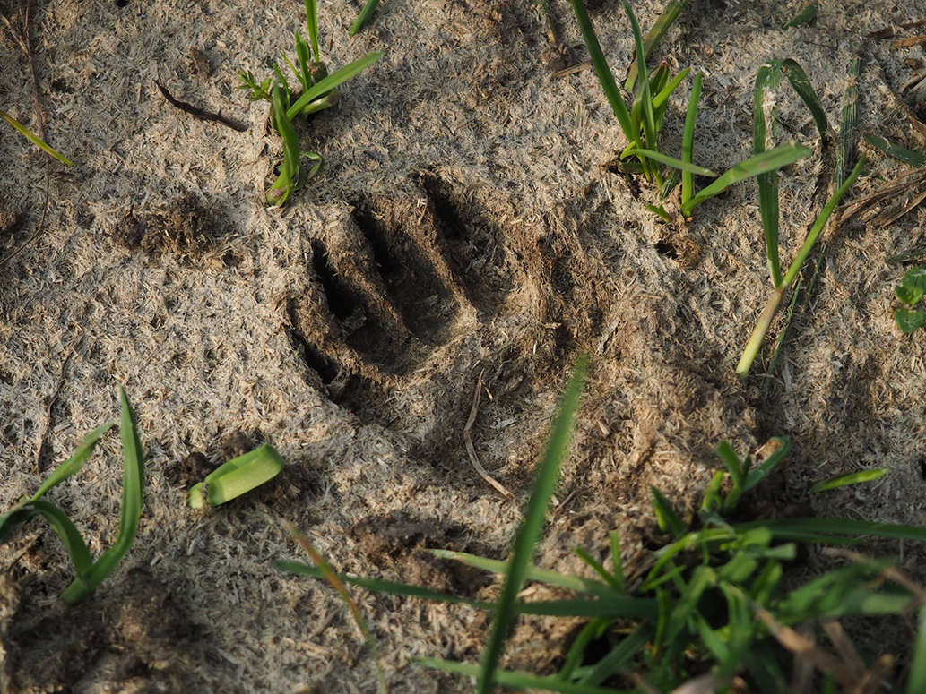A paw print on the ground, with sparse green grass around it.