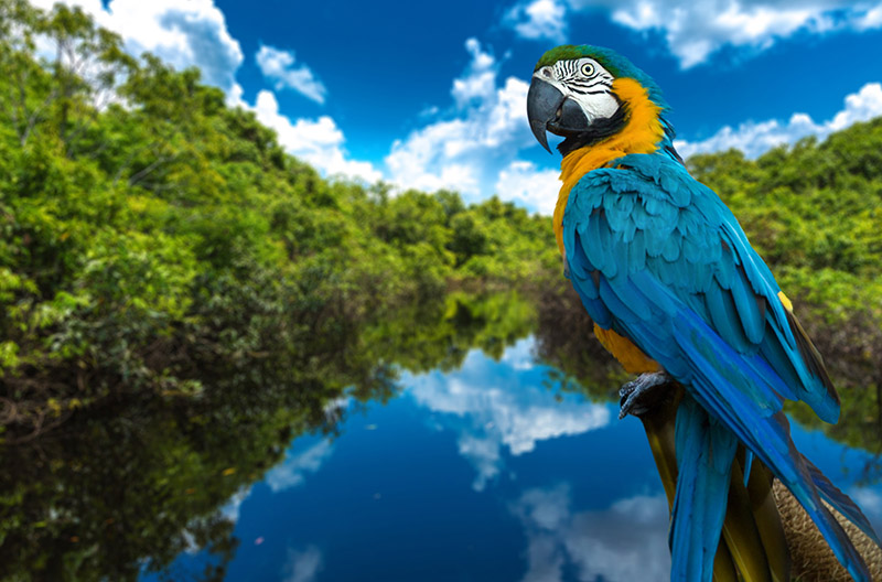 Unit 6: The Amazon rainforest