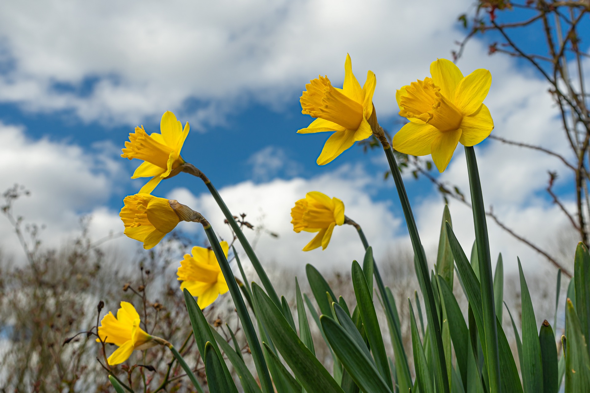 Yellow daffodils blooming against a blue sky with white clouds.