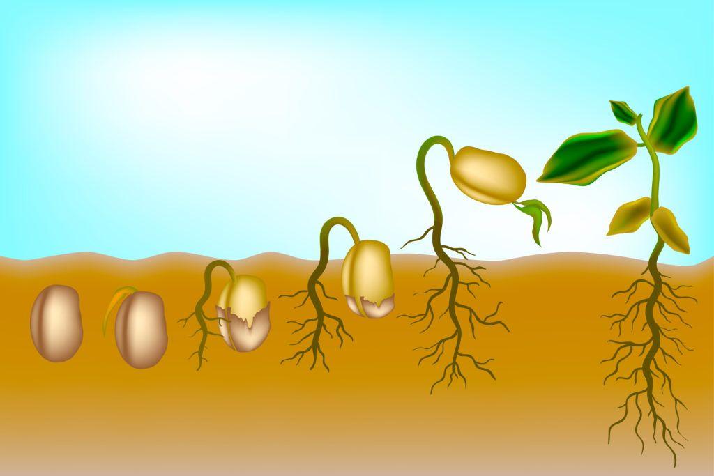 Картинки развитие растения из семени