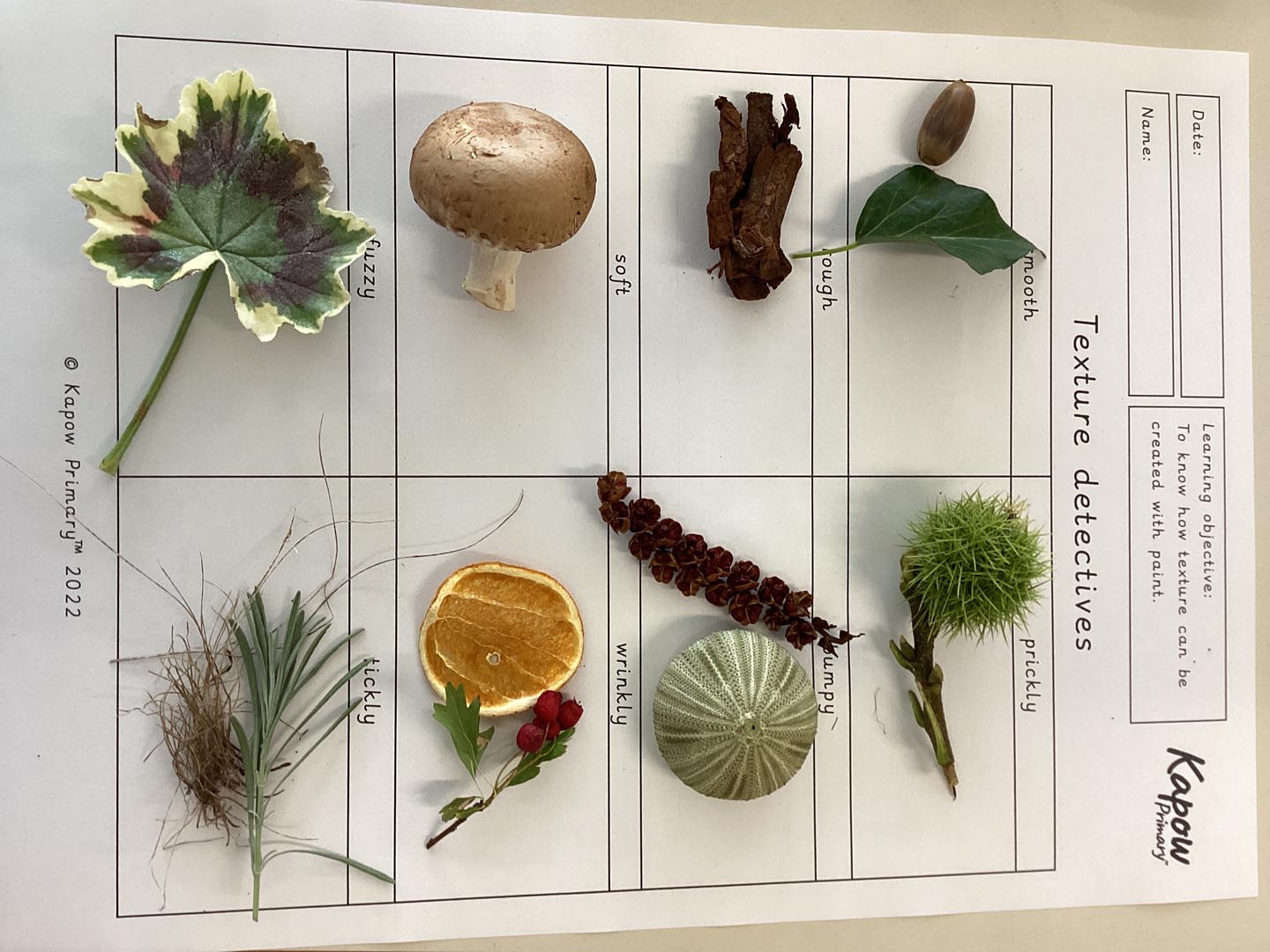 Selection of natural objects collected by children on a nature walk such as leaves and twigs