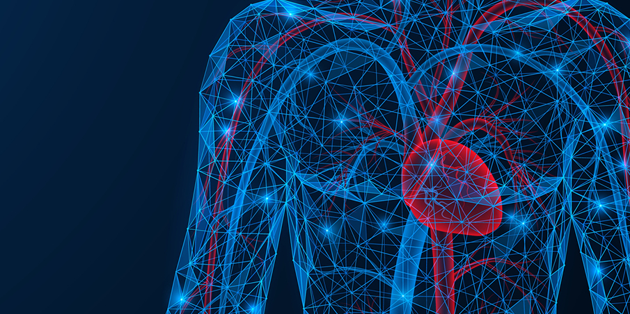 Year 6 Science Lesson Plan: The Heart And Circulatory System