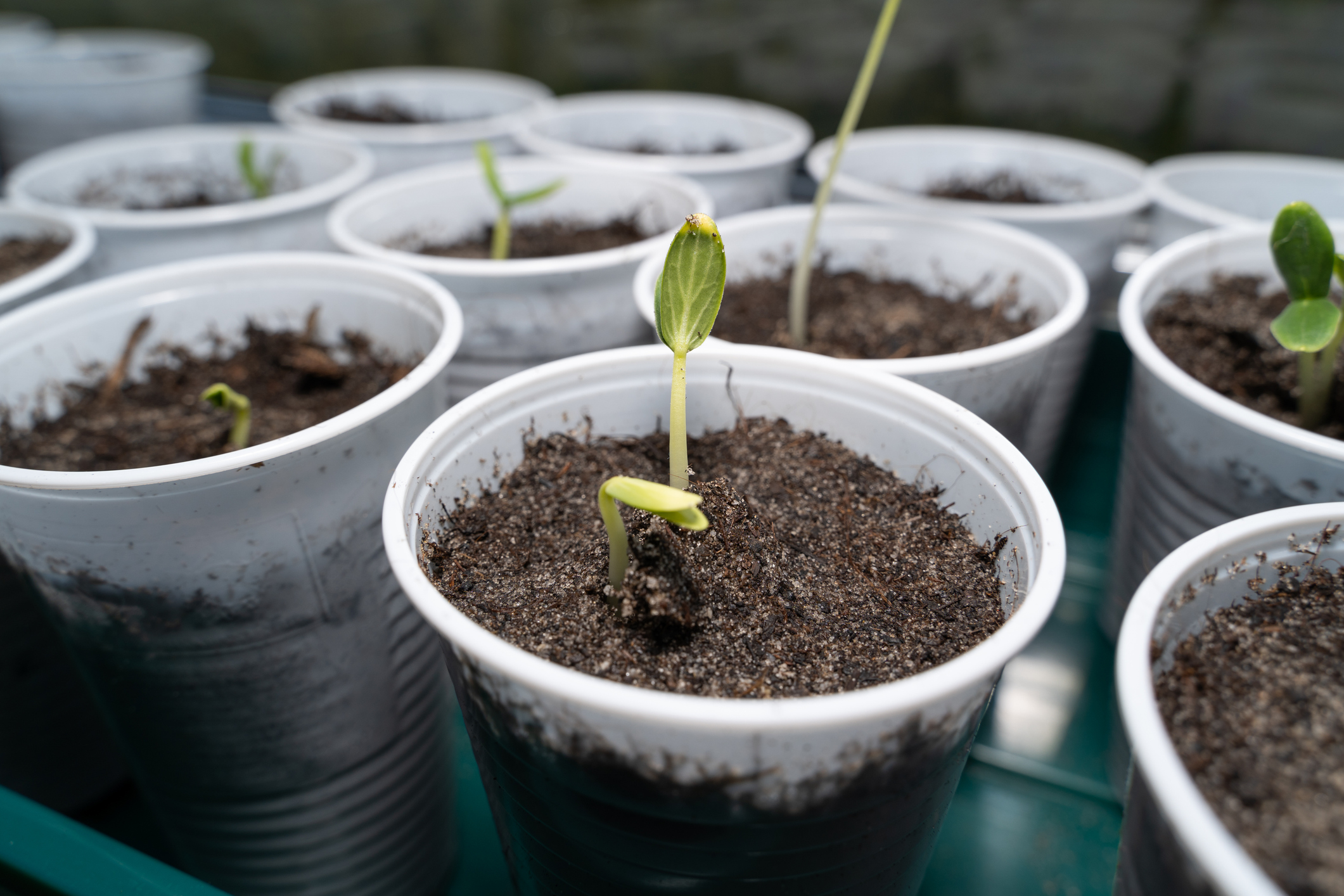 Year 2 Science Lesson Plan: Germination